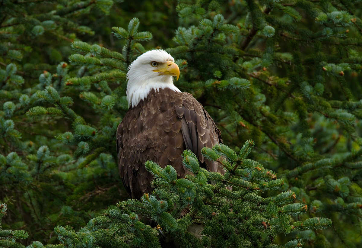 Eagle fishing