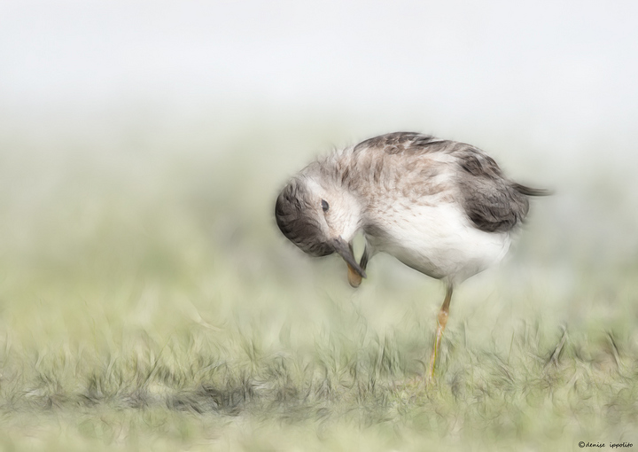 Least Sandpiper