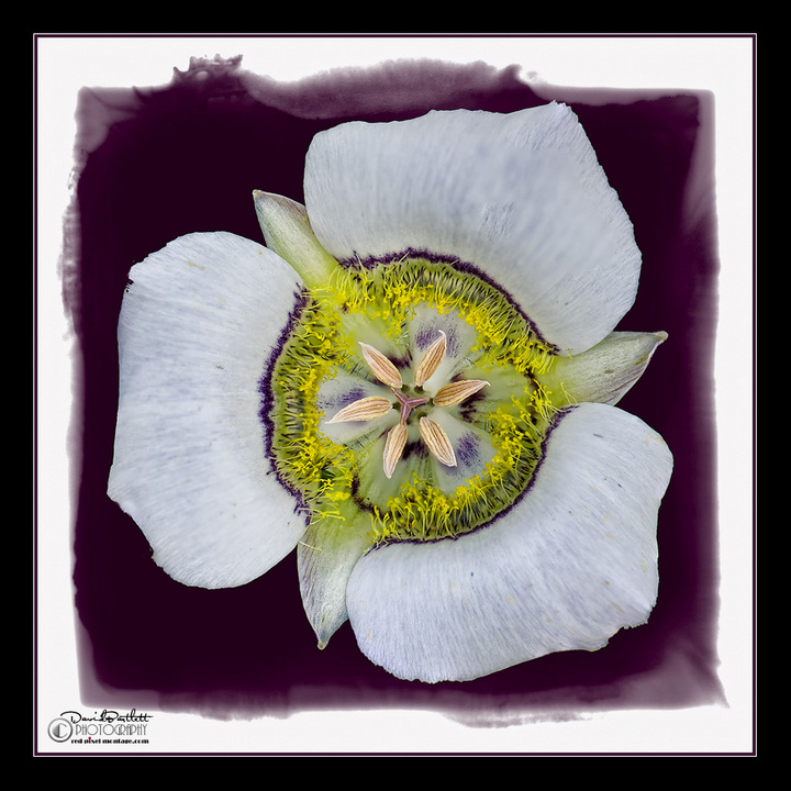Lily Capture + Re-post 