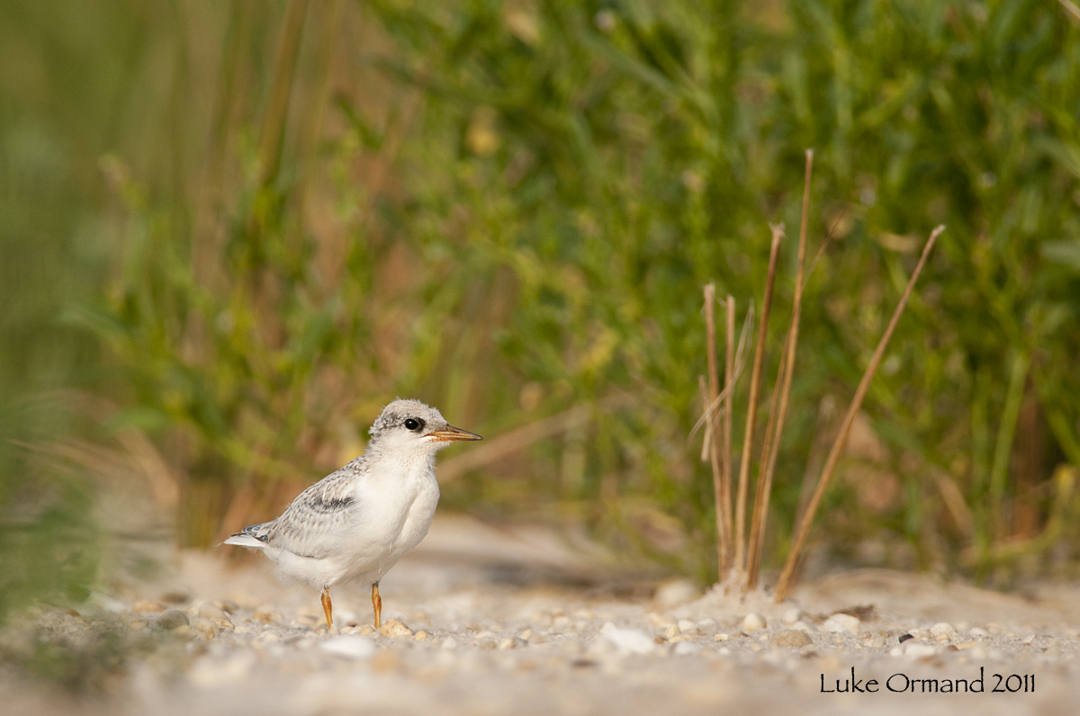 Small bird, big world