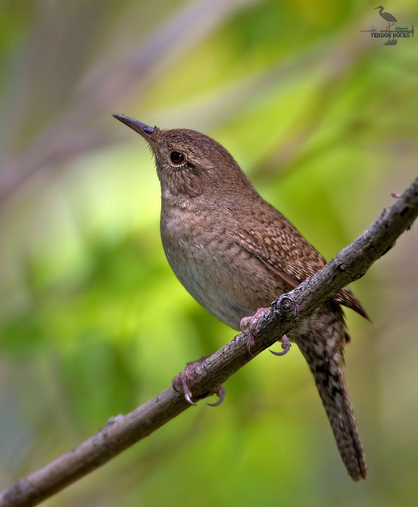 House Wren