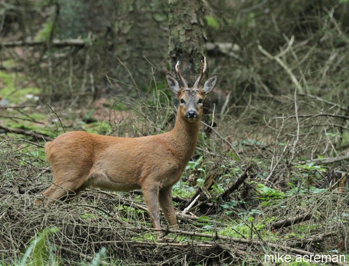 roe buck