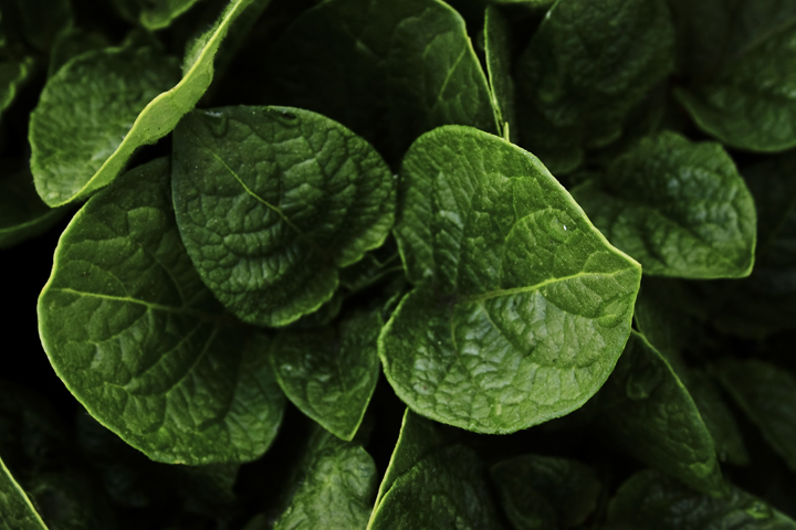 Potato Leaves