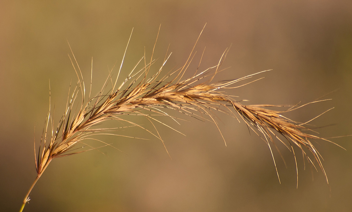 Wild Rye