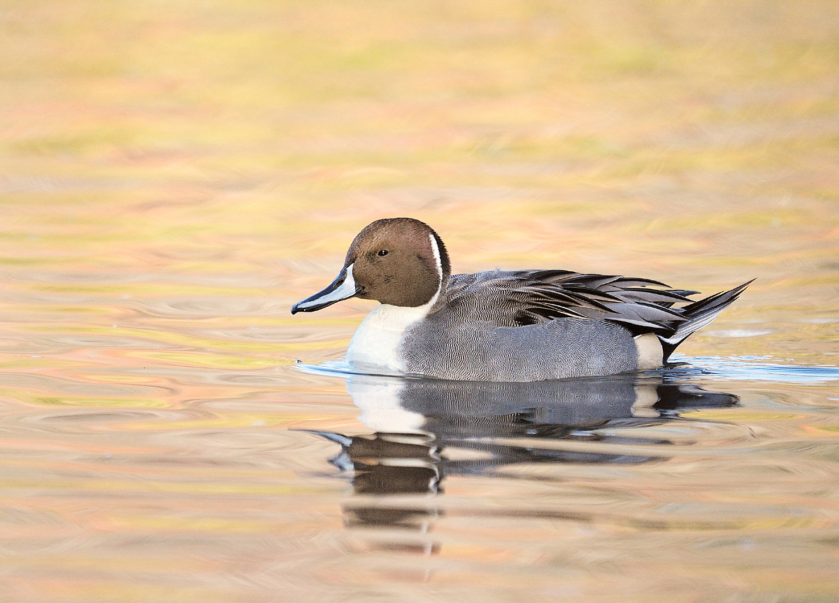Pintail