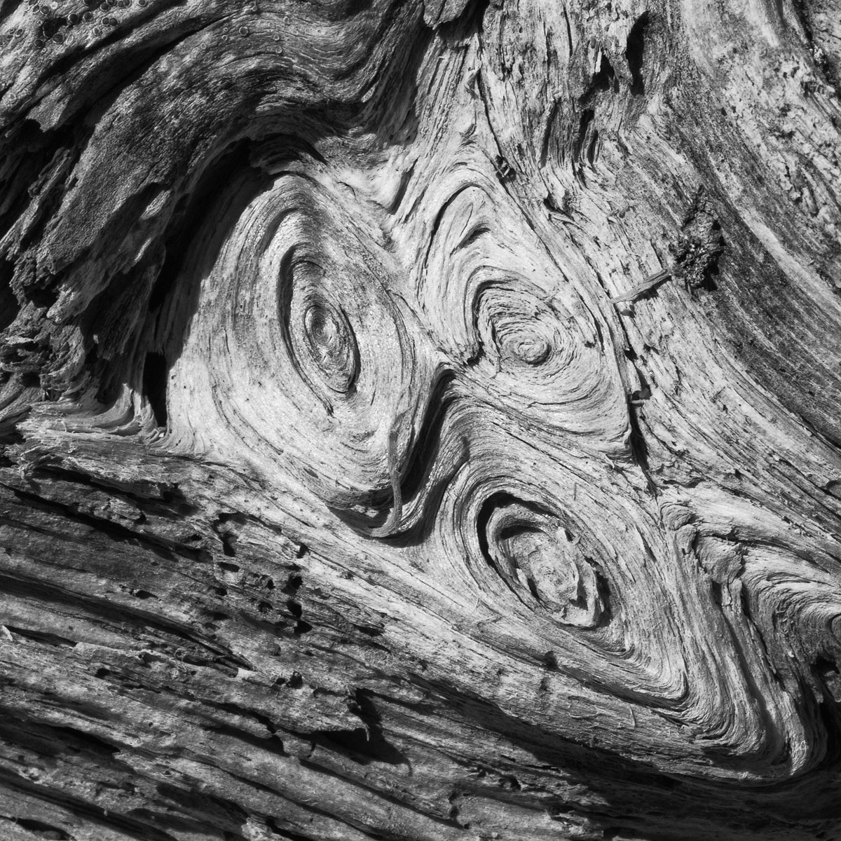 Haunted Wood