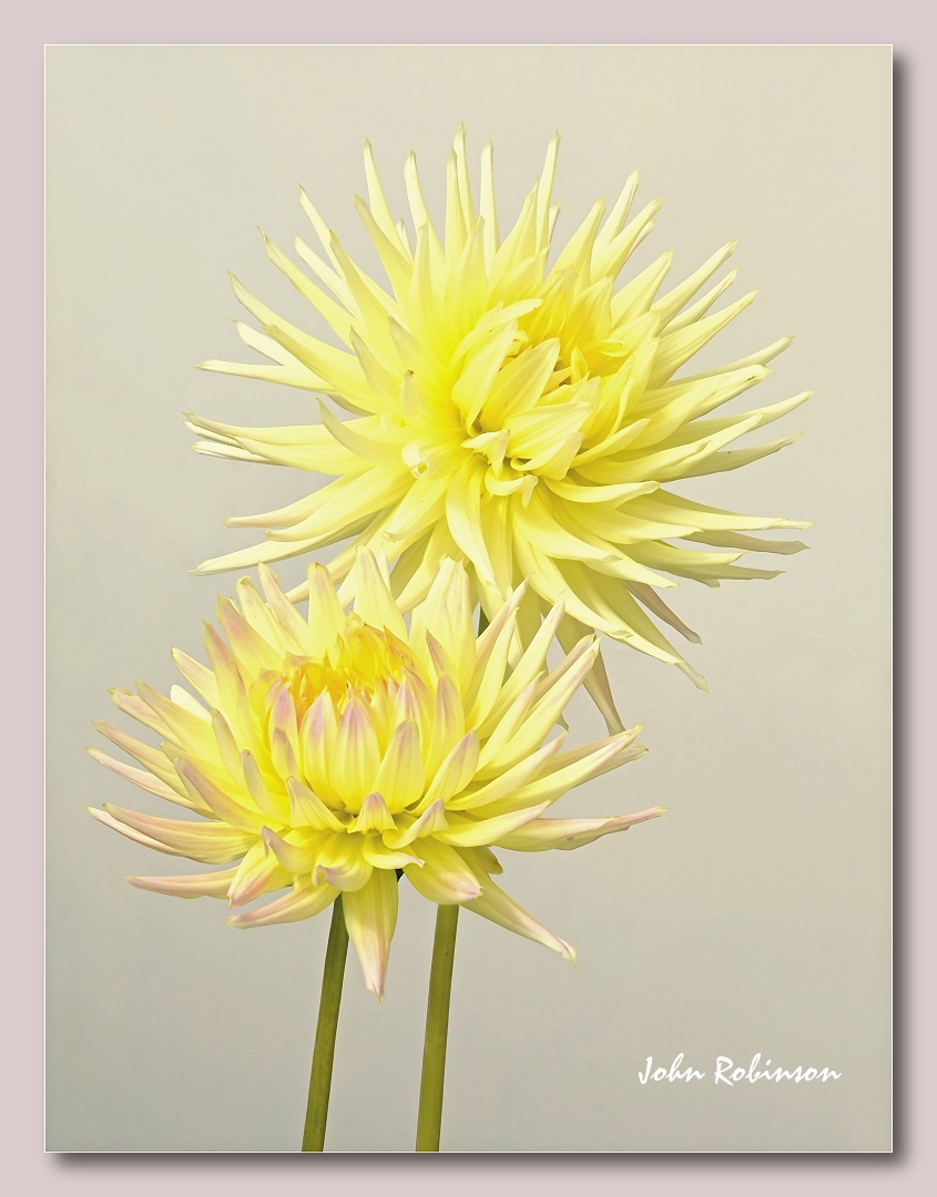 Dahlia