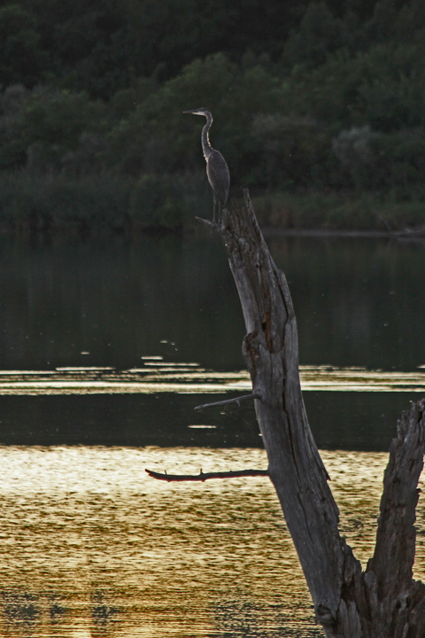 Heron at sunset