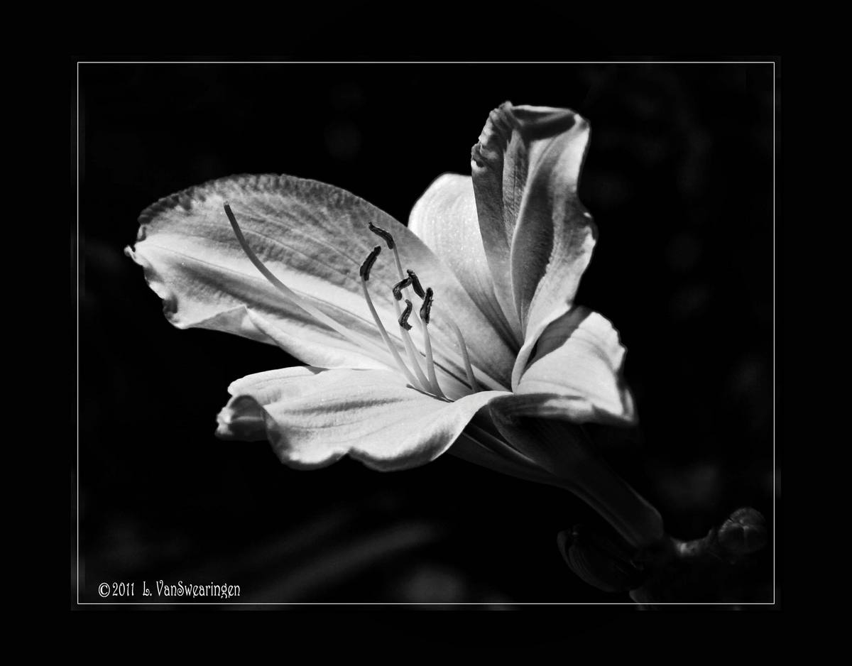 moonlight lily