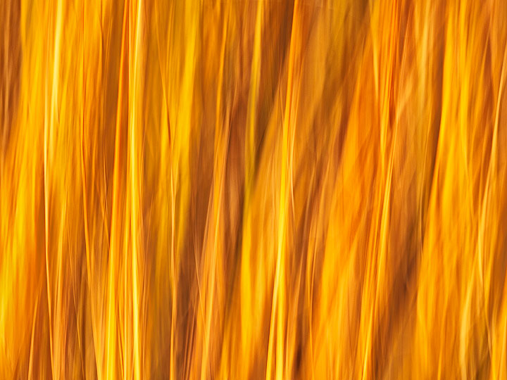 Grass Fire