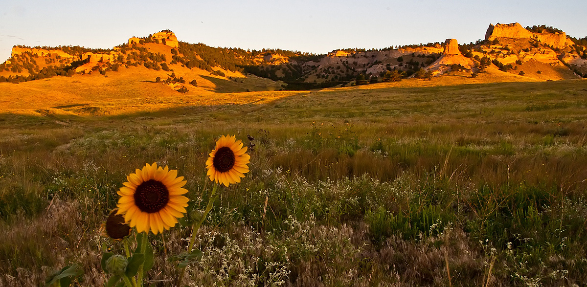 Sunrise and Sunflowers
