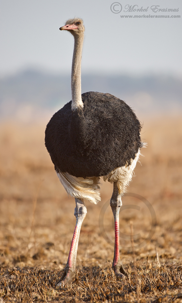 Male Ostrich