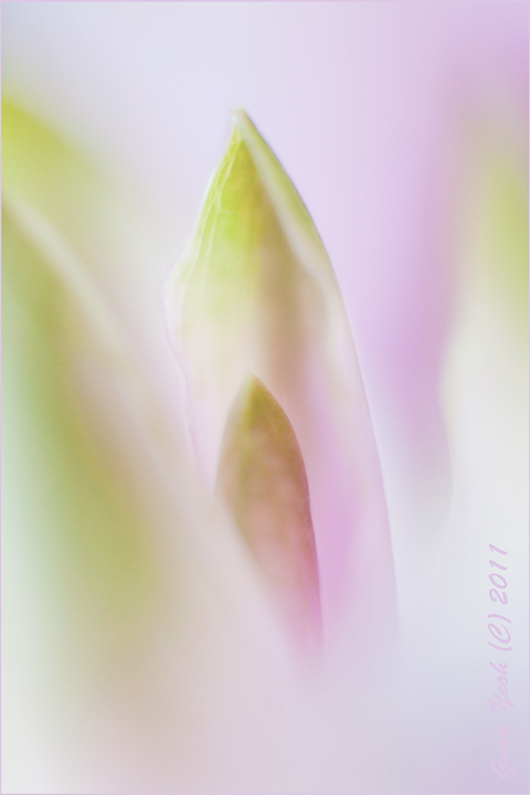 Lotus ginger