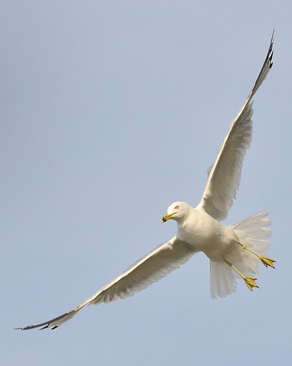 Ring-billed gull