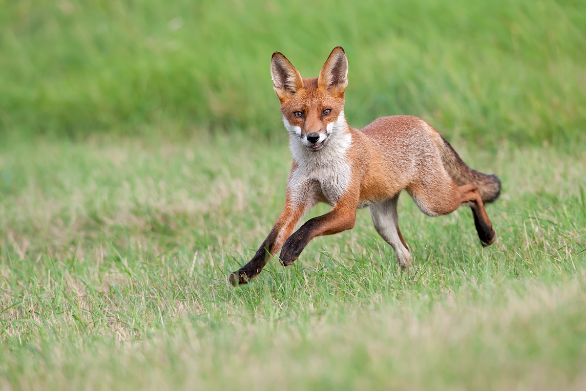 Red Fox - on the run #2