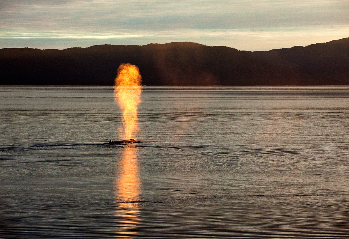 Fire breathing humpback