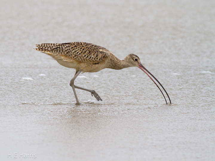 LB Curlew
