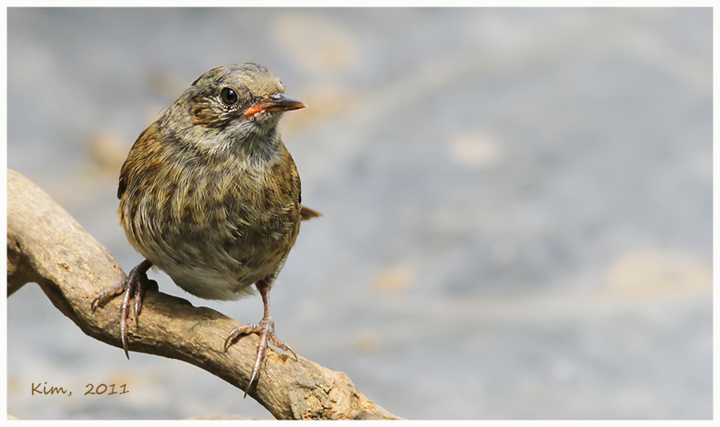 Dunnock