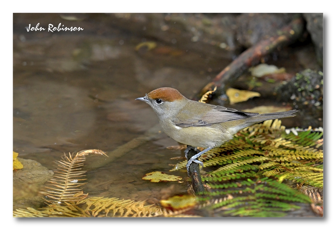 Blackcap