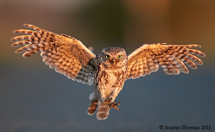 A Little Owl in flight