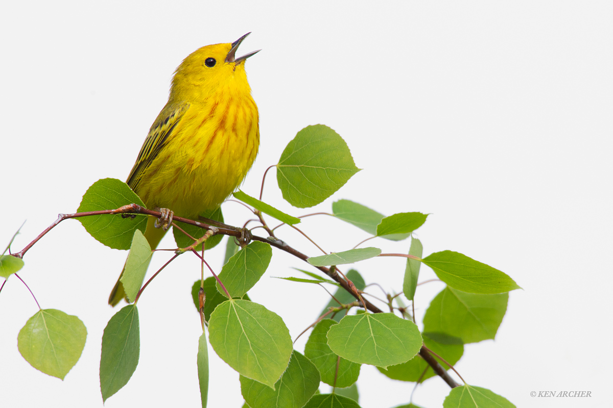 Yellow Warbler in Aspens
