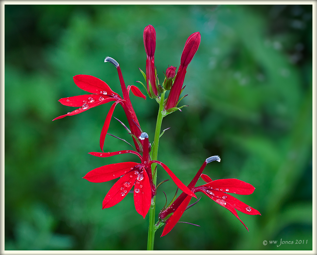 Cardinal Flower