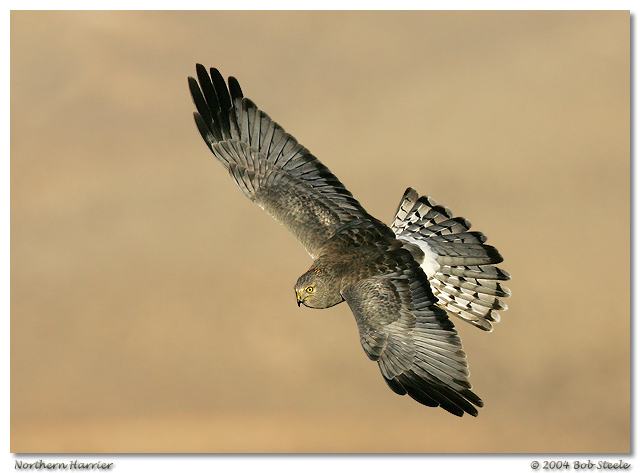 Northern Harrier