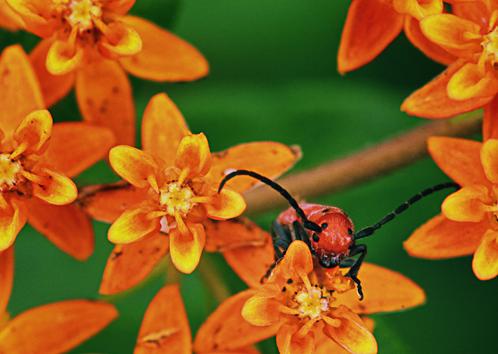 red beetle