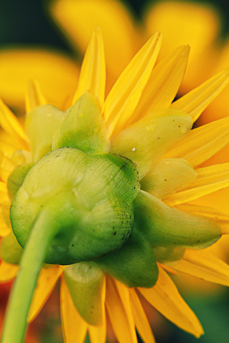 Yellow on yellow