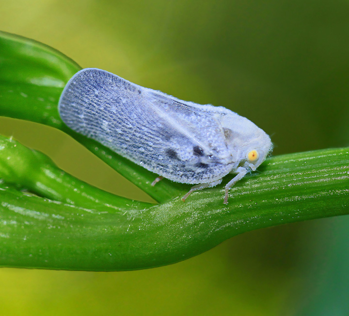 Planthopper
