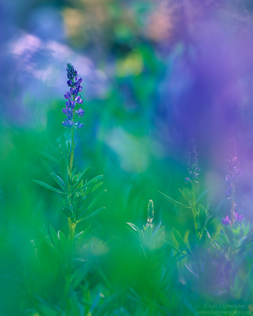 Lupine Dream