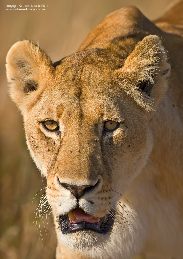 On the hunt