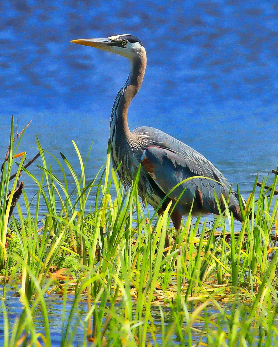 Great Blue Heron