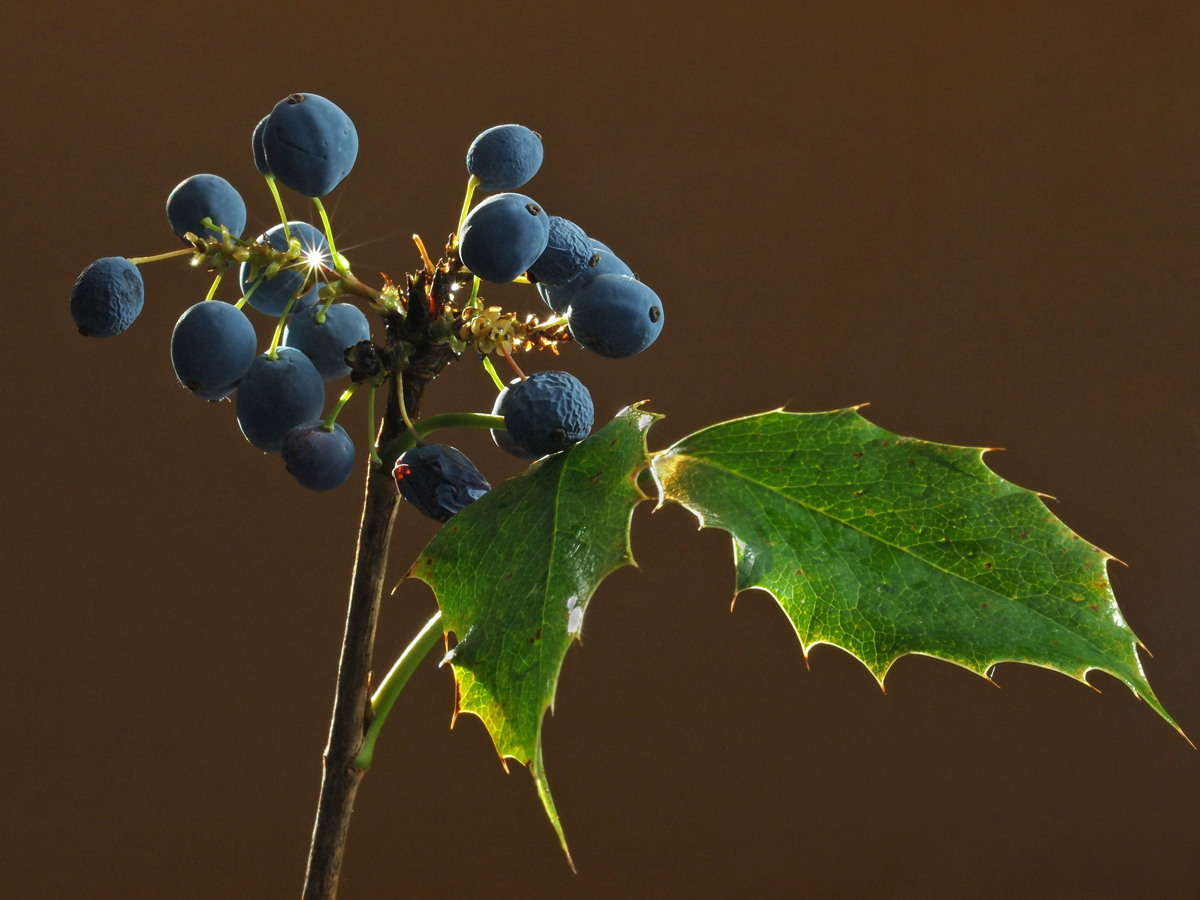 Oregon Grape + Re-Post