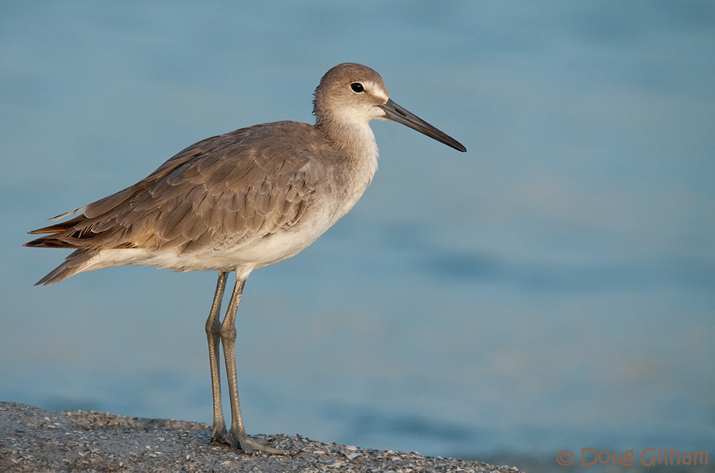 Willet