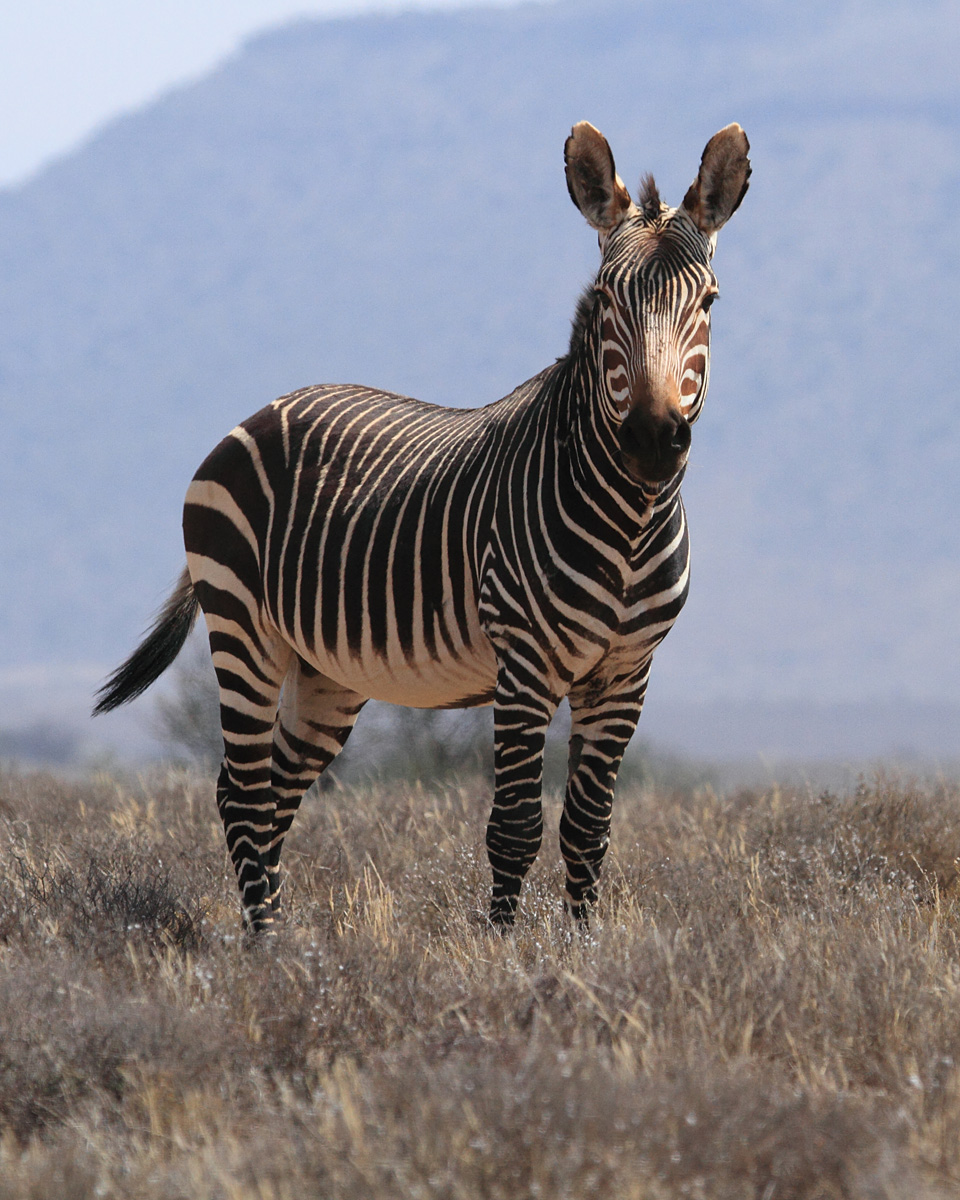 Cape Mountain Zebra