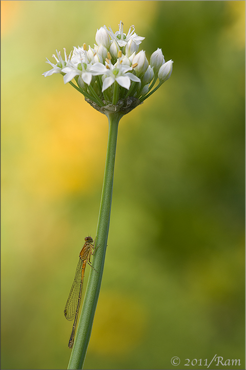 Chives with a Visitor