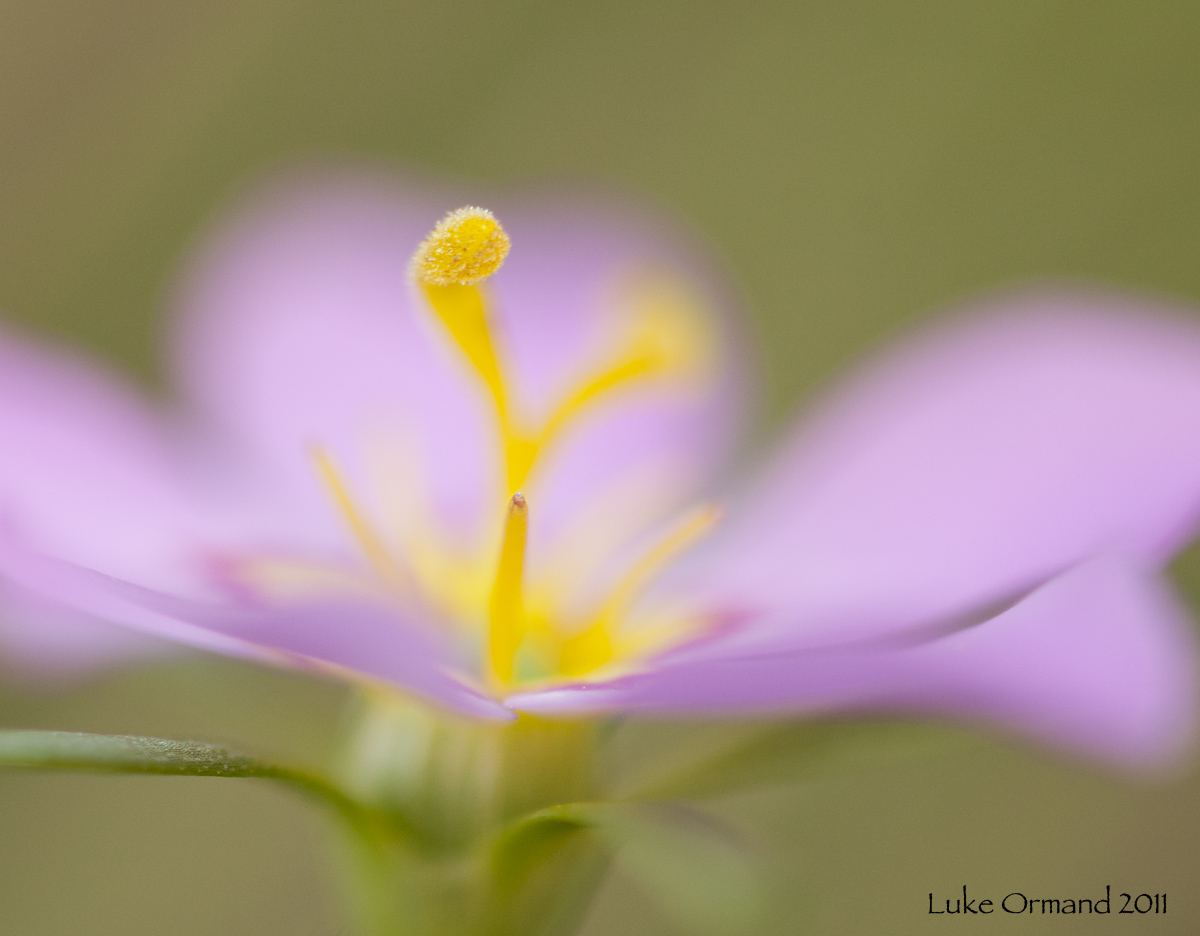 Sabatia stellaris
