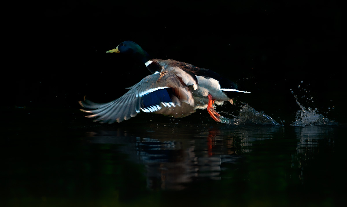 Mallard