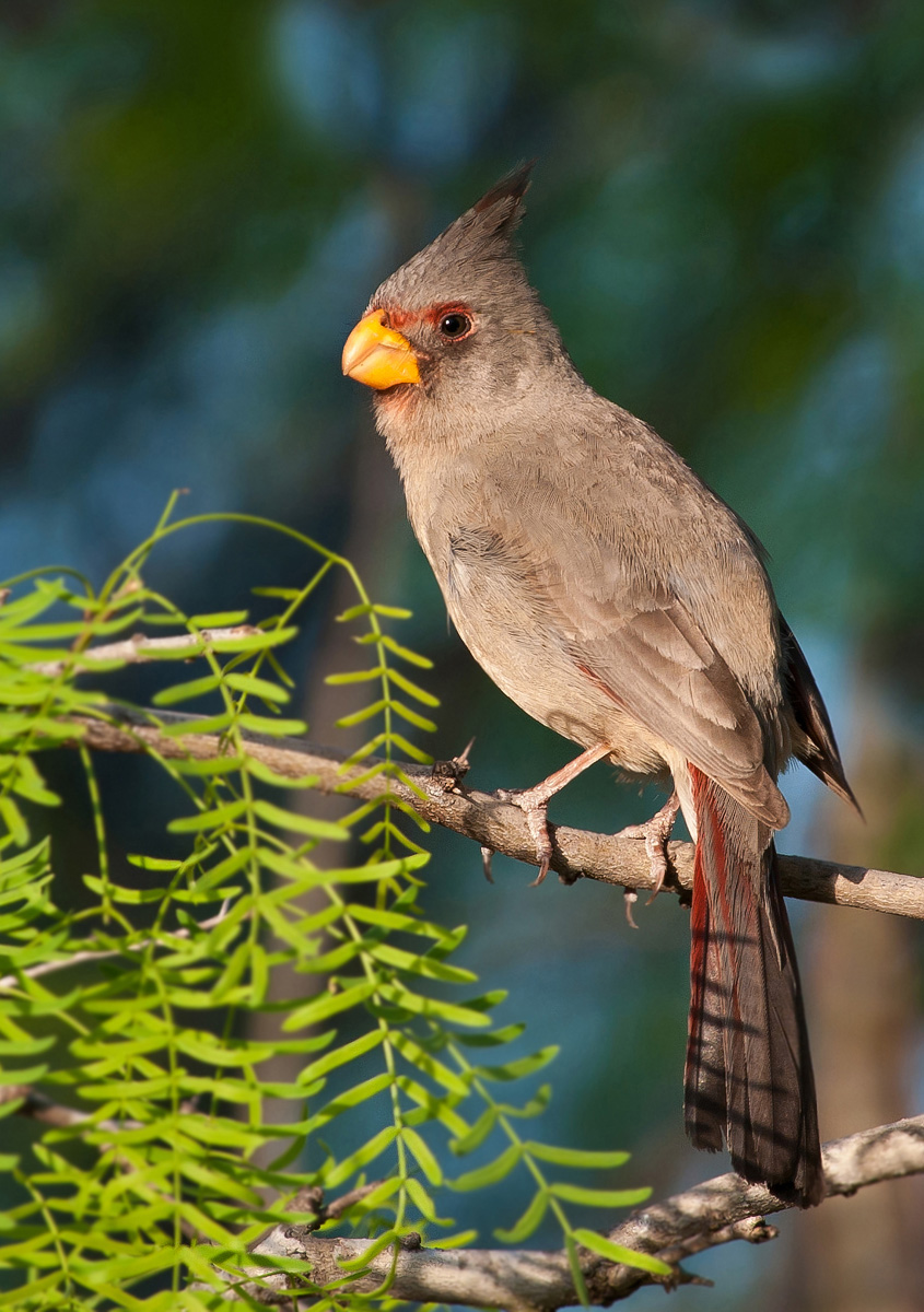 Pyrruloxia