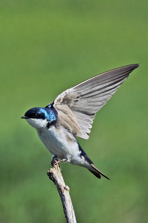 Stretching Swallow