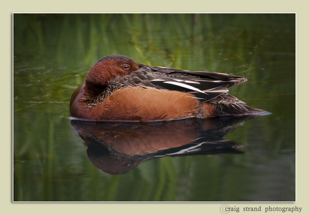 Sleepy Teal