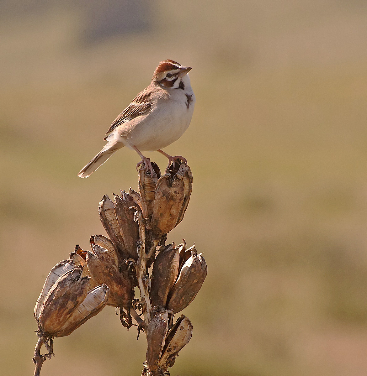 Lark Sparrow