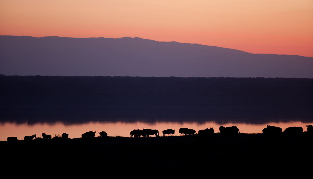 Ndutu Dawn