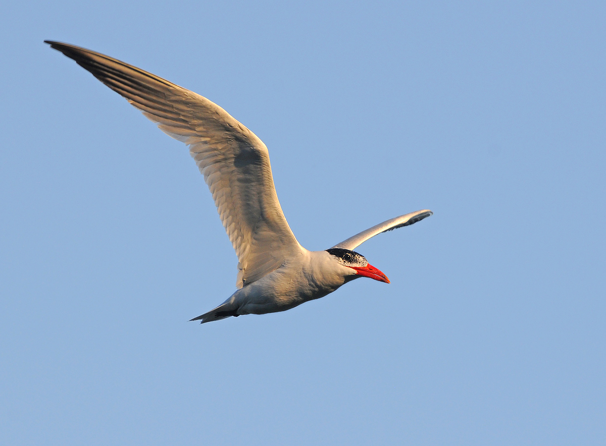 Juvenile Caspian Tern