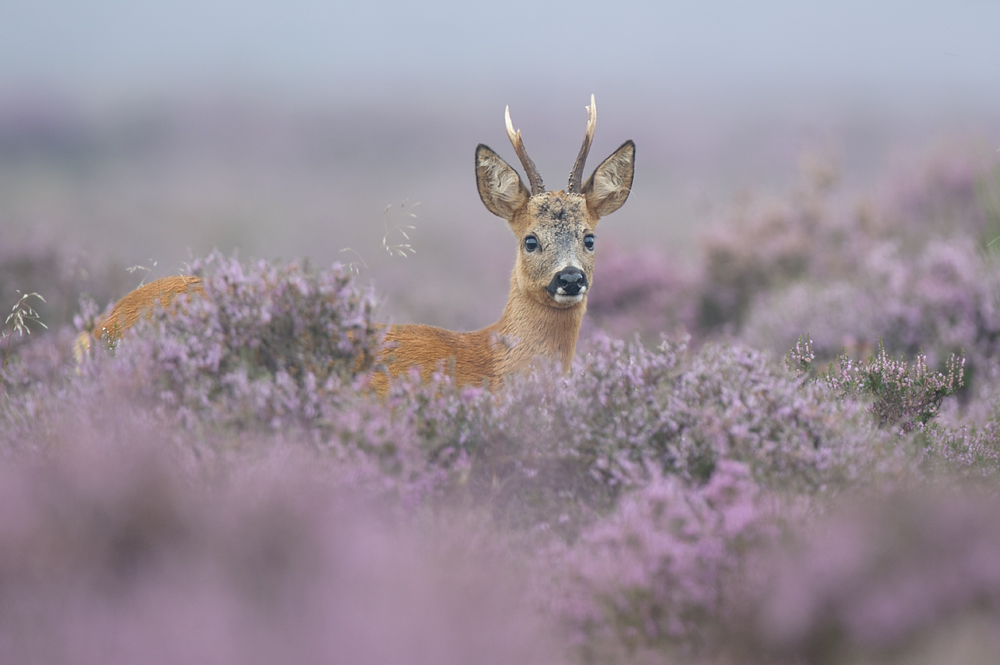 Roe deer