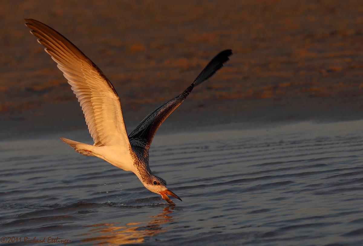 Golden Skimmer
