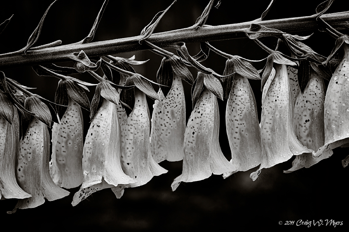 Foxglove w/repost