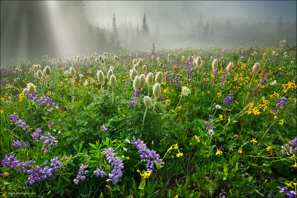 Life Like Summer Flowers