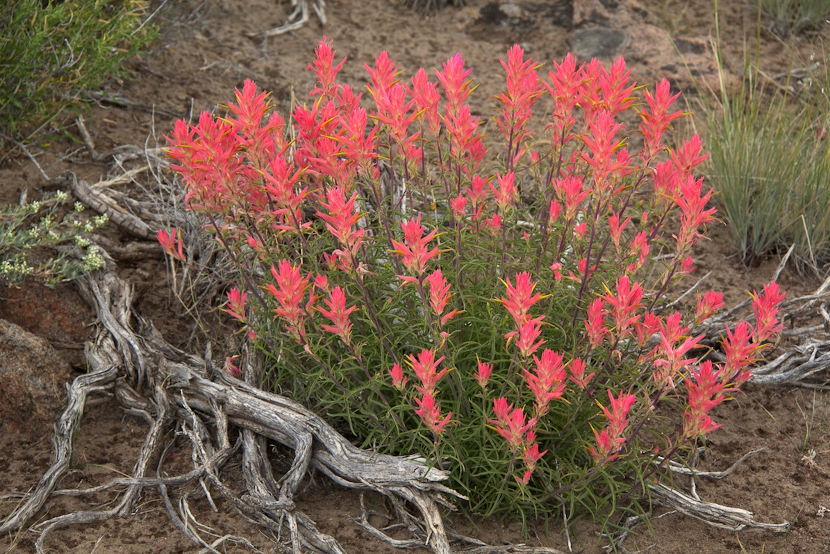 Bodie Hills Paintbrush